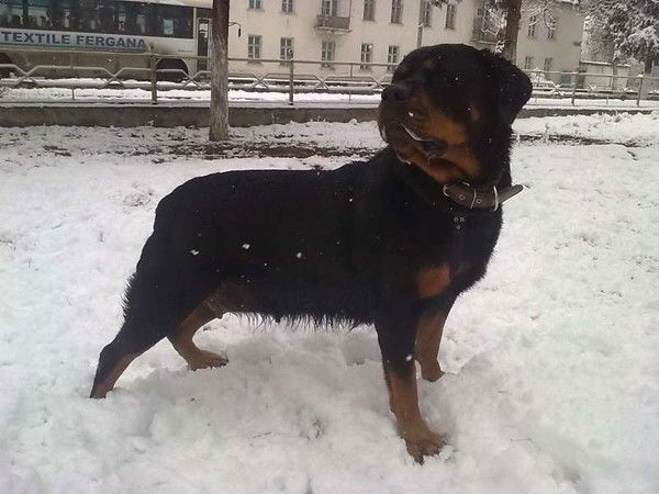 Вениамин Будылин