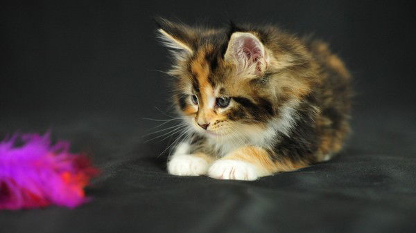 Валентина Березина