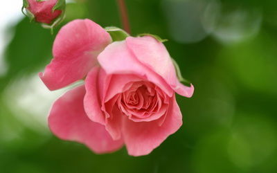 Елена Коншекова