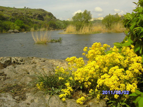 Елена Буд-Гусаим