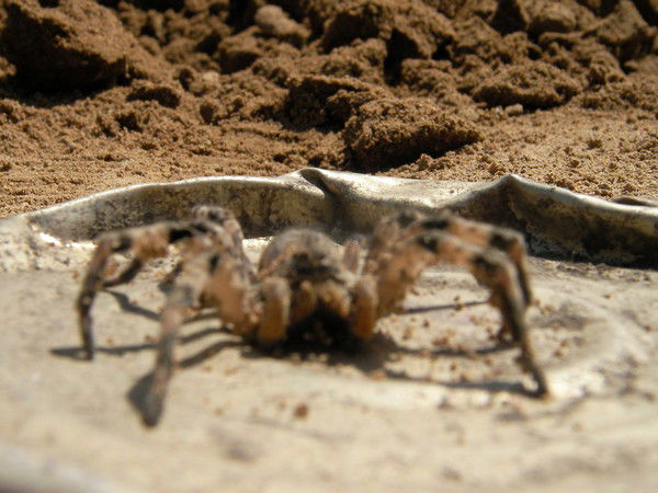 Виктория Вайсброт