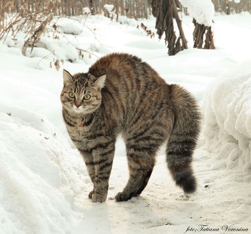 Игорь Олейников