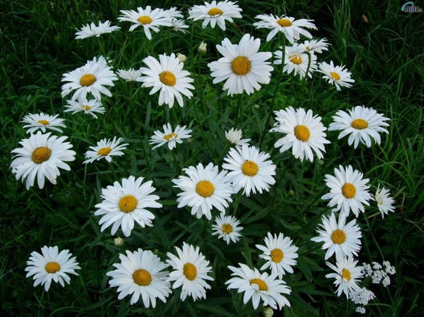 Класс 4В Сош 72 Красноярск