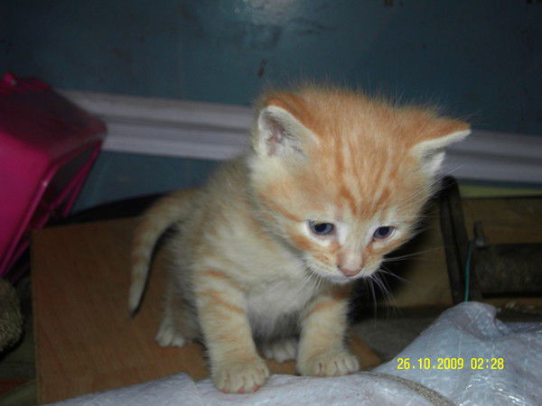 Валерия Харламова