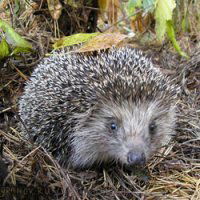 Жукова Ольга