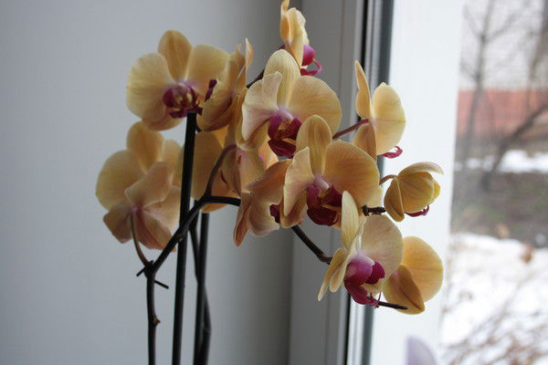 Светлана Зубок