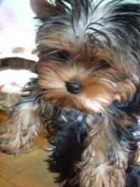 Наталья Гриднева