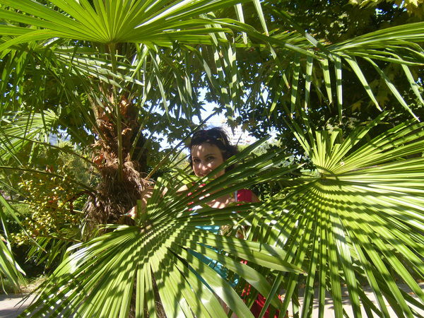 Сима Папина