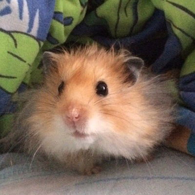 Анонимус Добрый