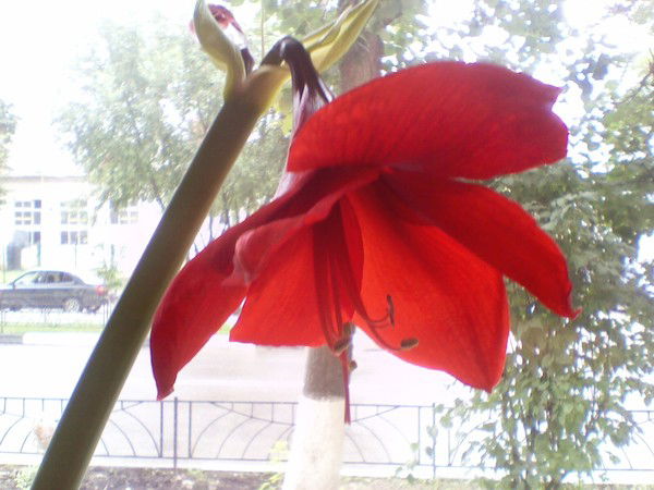 Татьяна Погорелова