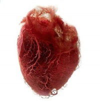 Кирилл Рябинин