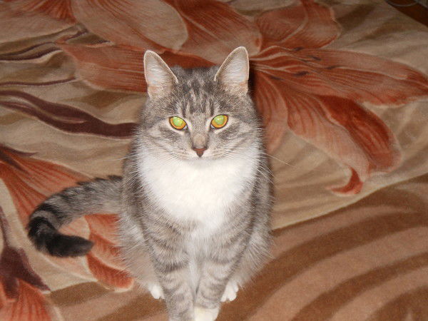 Роман Занык