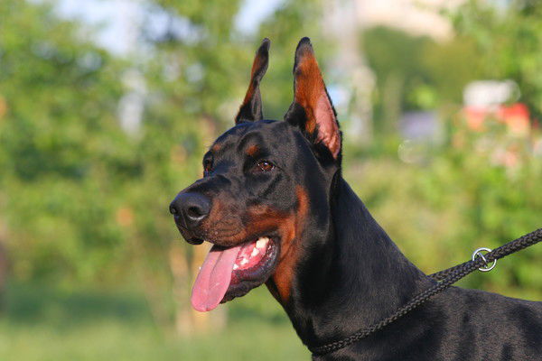 Ирина Суворова