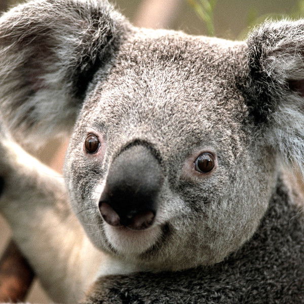 Николай Яковлев