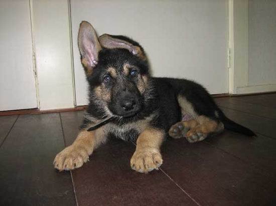 Александр Познакомкин