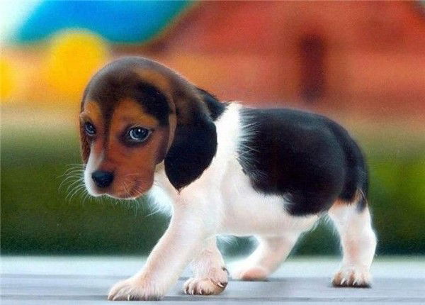 Лаура Приходькина