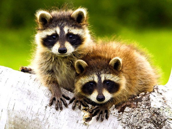 Руслан Кригер