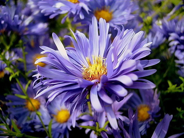 Олехнович Надежда