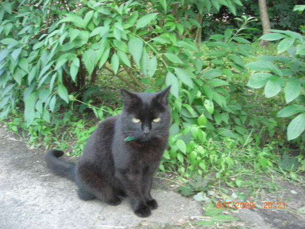 Елена Котаева