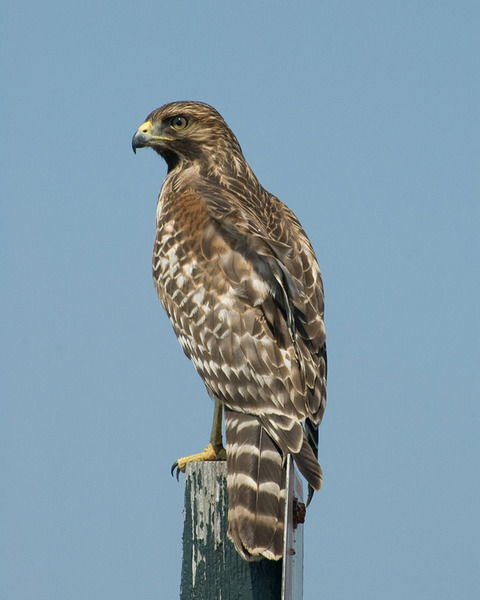 Владимир Ksv