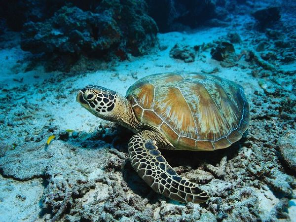 Римма Дружинина