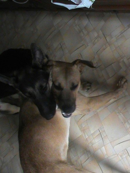 Дуня Кулокова