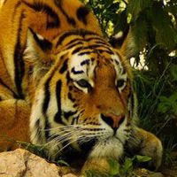 Тамирлан Алиев