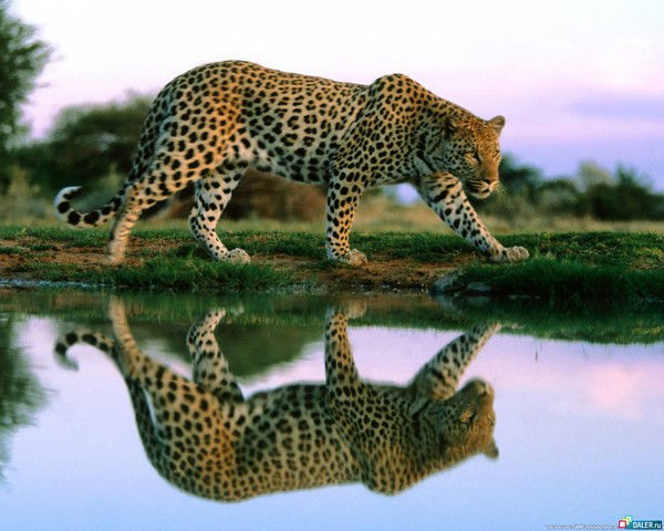 Сергей Орлов