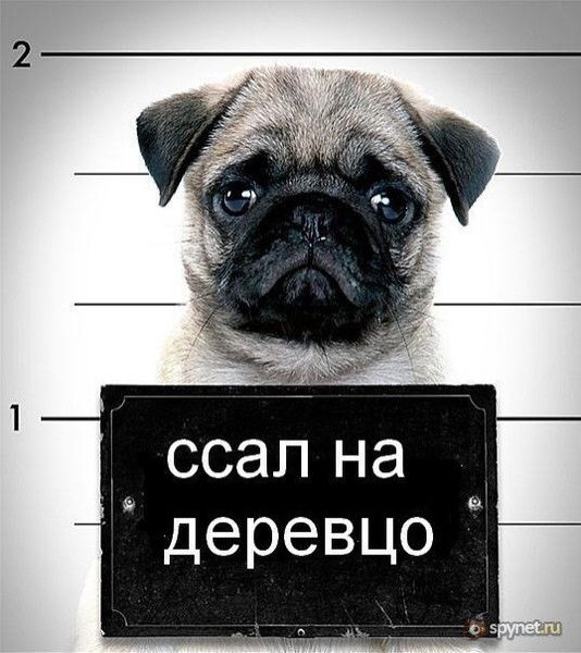 Дмитрий Боянов