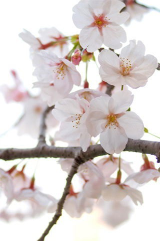 Елизавета Гутова