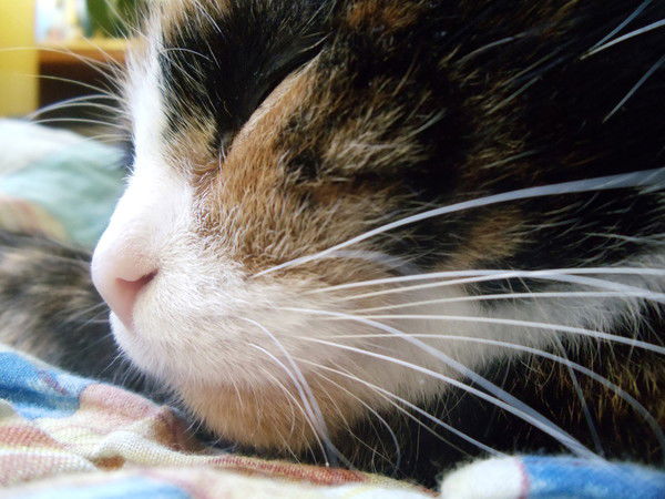 Татьяна Левашова