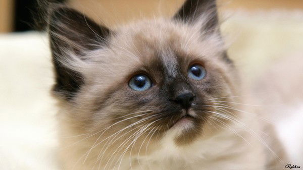 Ирина Рулякова