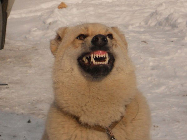 Дарья Камалова