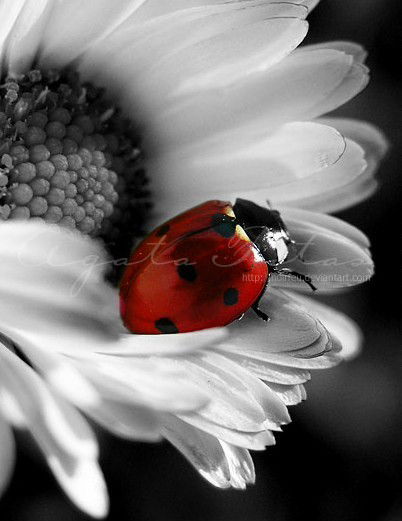 Света Лозневая