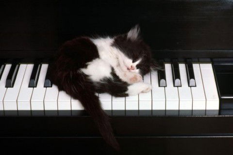 Татьяна Левина