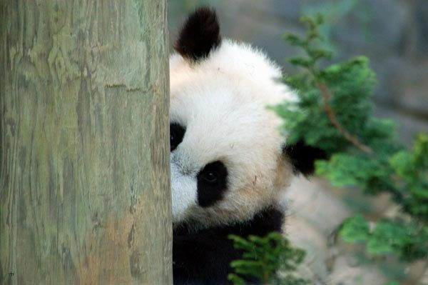 Дмитрий Антоненко