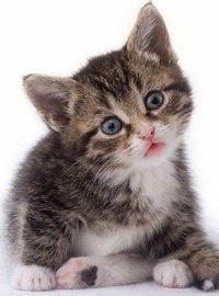 Соня Шалойко