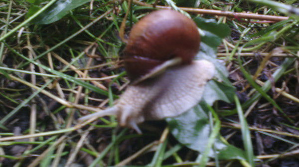 Диана Благосмыслова