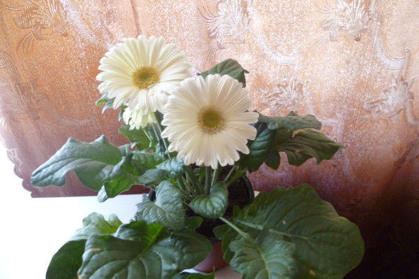 Ирина Кориненко