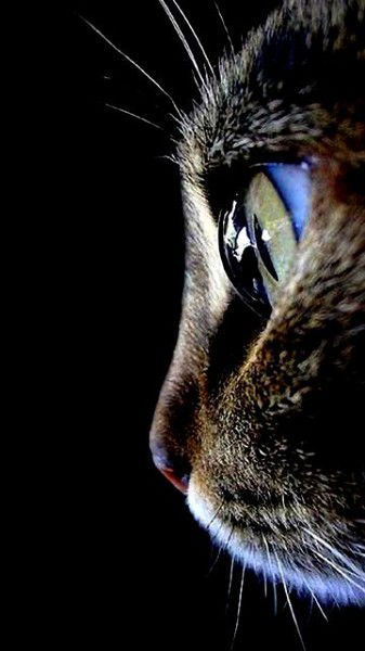 Анастасия Гаврилова