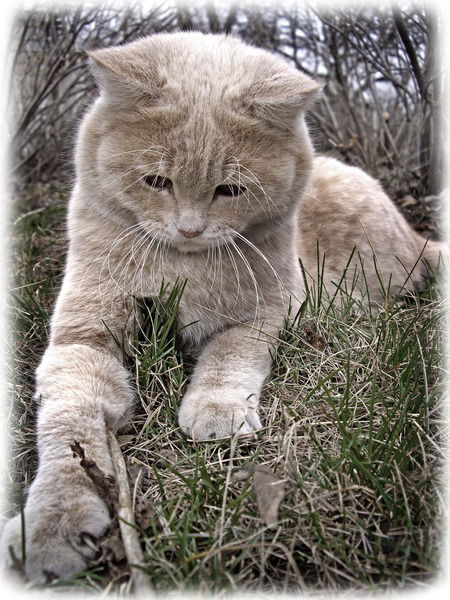 Елена Цветкова