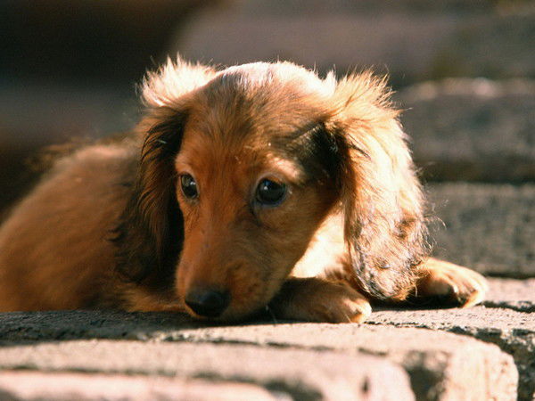 Вячеслав Старков