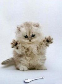 Александр Шаповалов