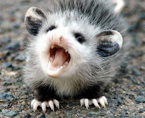 Ежик Калинская