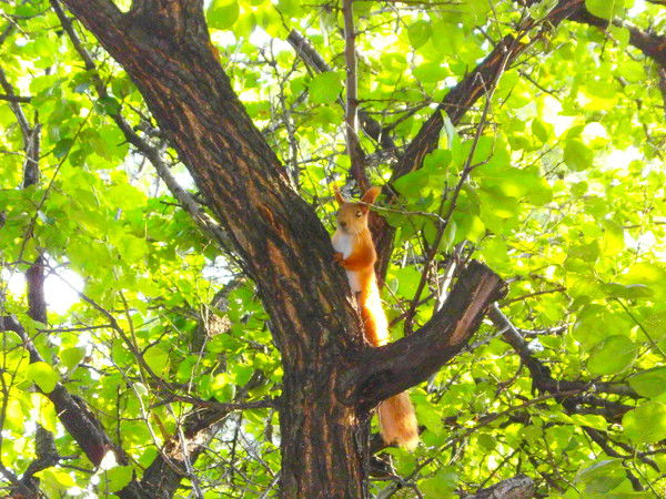 Дмитрий Ингул