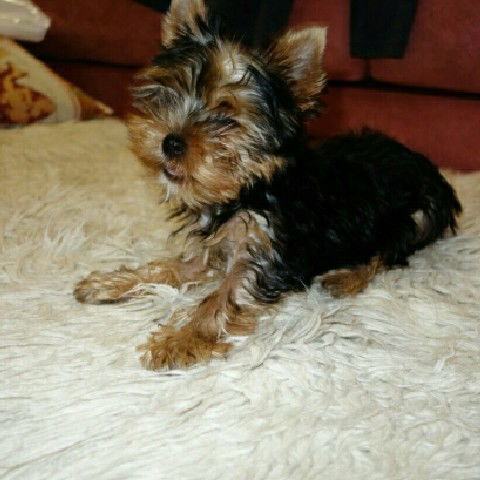 Данила Панов