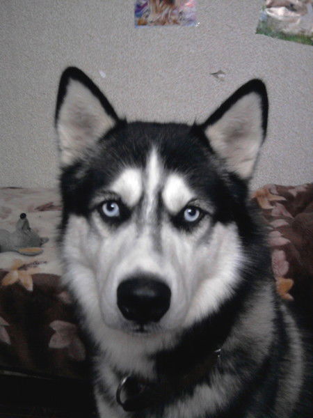 Алёна Кувайцева