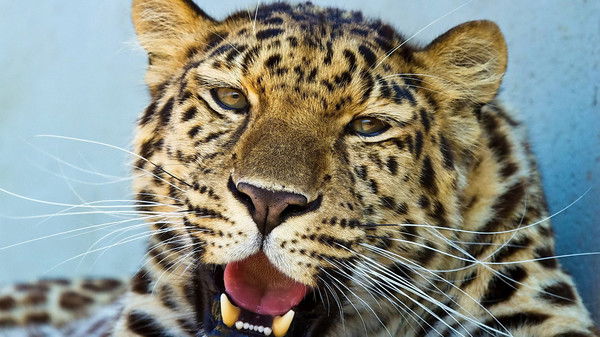 Алексей Бел