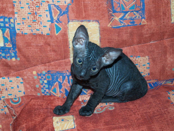 Матвей Галиаскаров