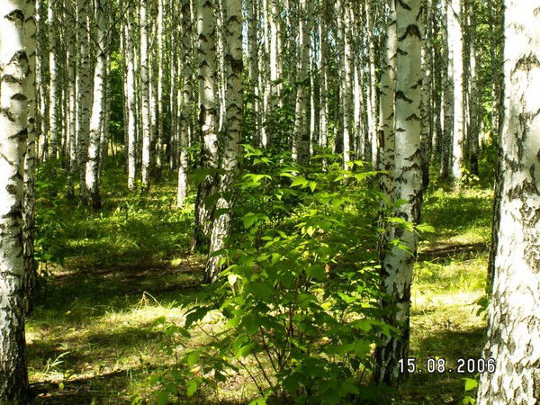 Семен Милорадов